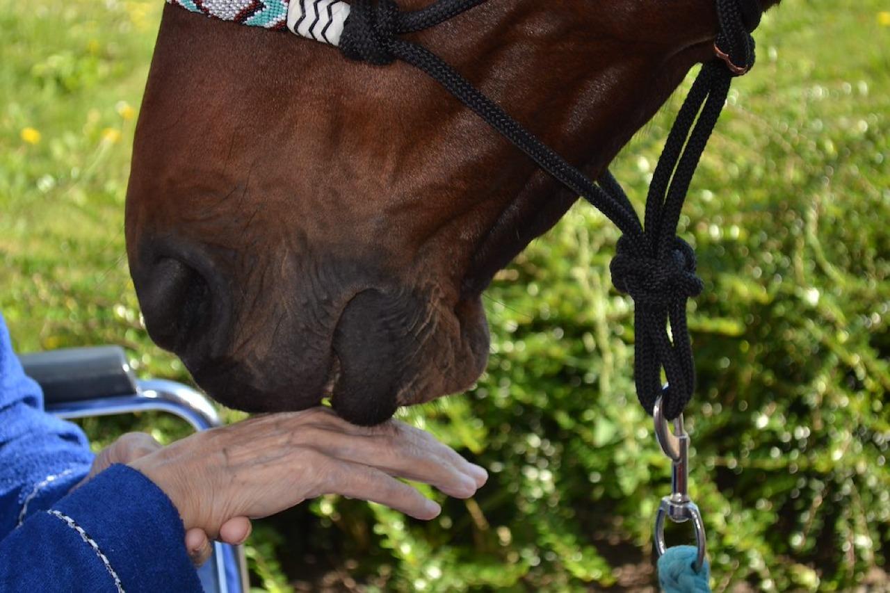 Navštívil nás oblíbený Asistenční jednorožec