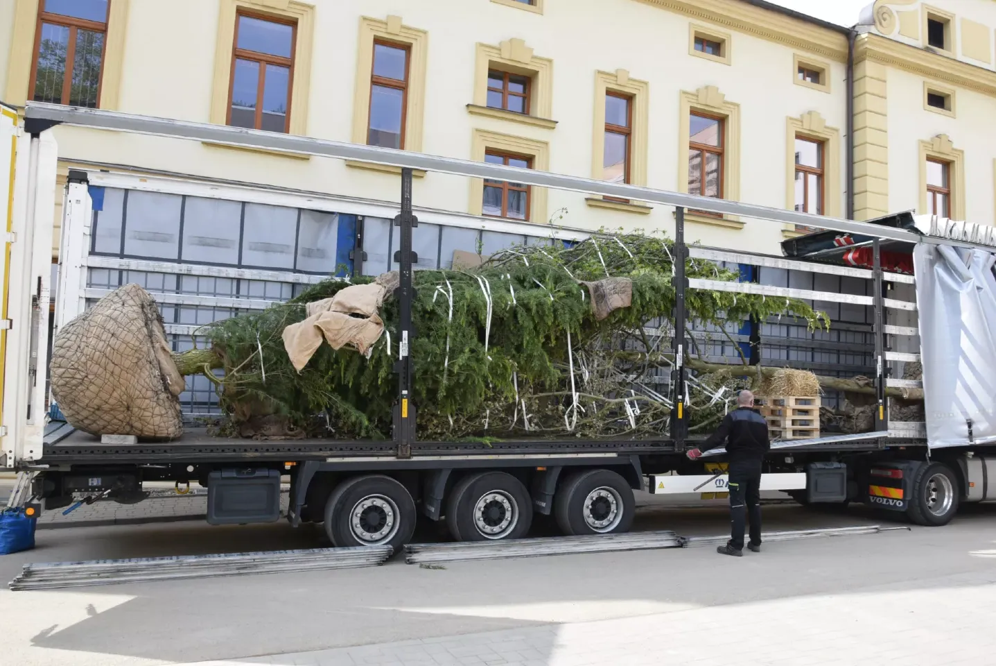U nového centrálního vstupního pavilonu nemocnice v Benešově vysadili krásné nové stromy - cedr či platan